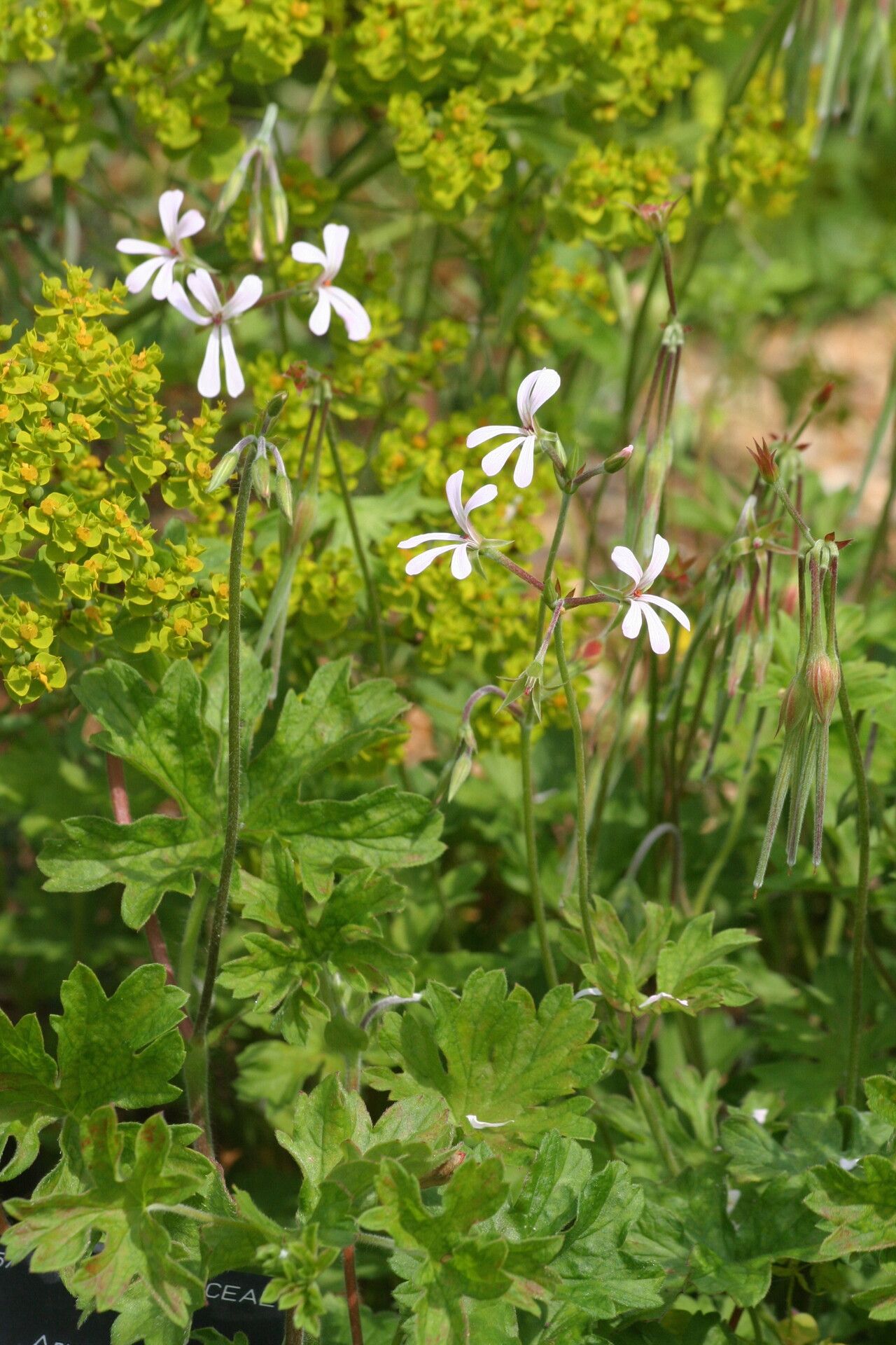Pelargonium alchemilloides flower
