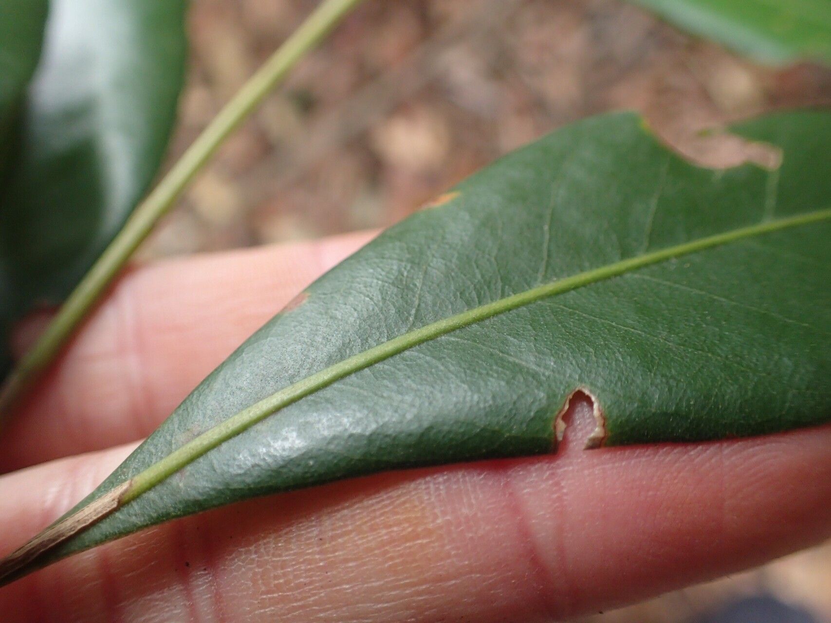 Lithocarpus nantoensis — search result for 'Lithocarpus'