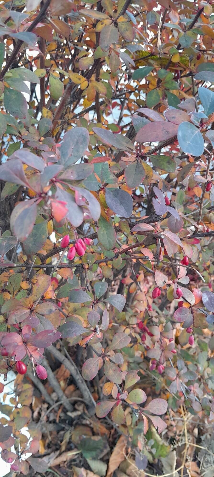 Berberis × ottawensis habit