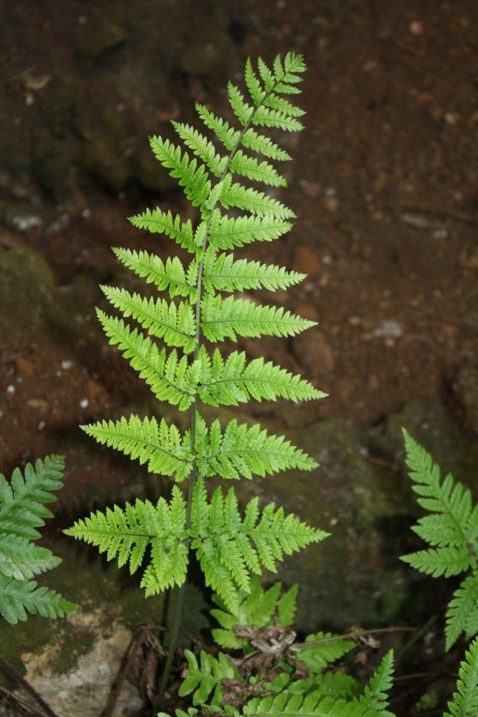 Tectaria kouniensis leaf