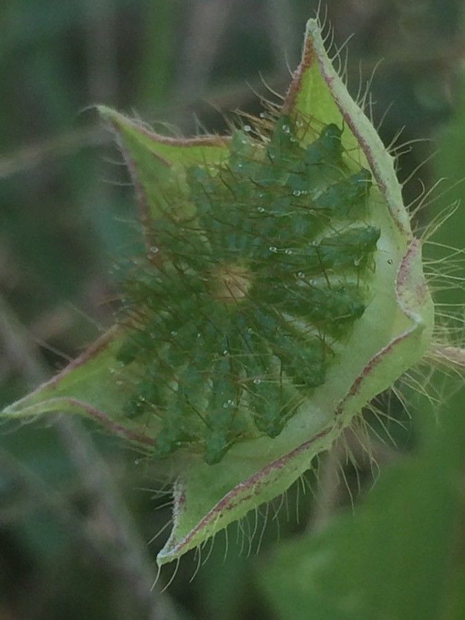 Anoda acerifolia fruit
