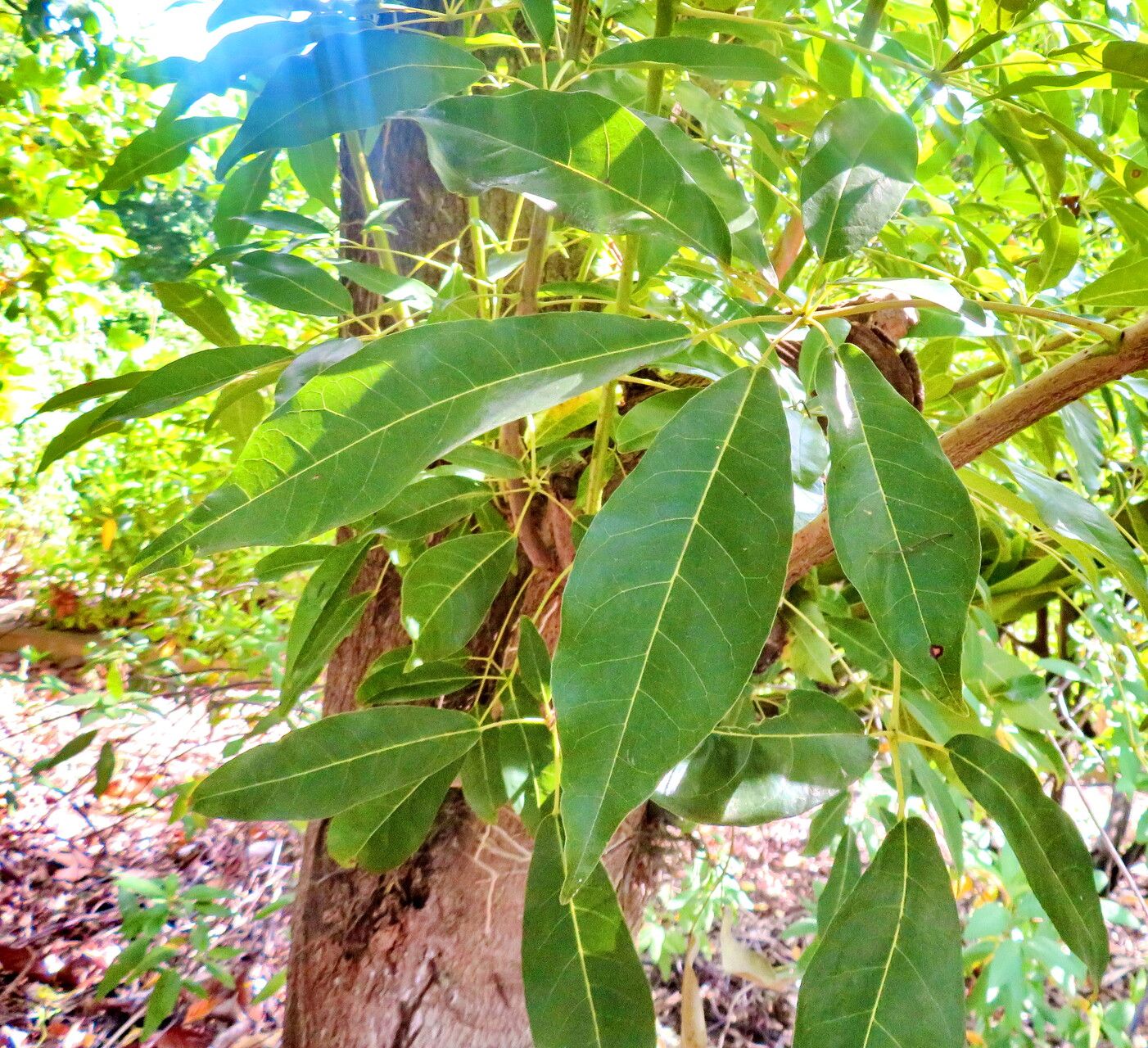 Tabebuia angustata — related species from the same genus