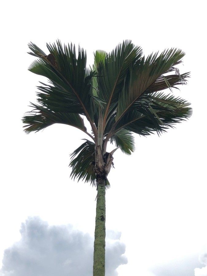 Phoenicophorium borsigianum habit