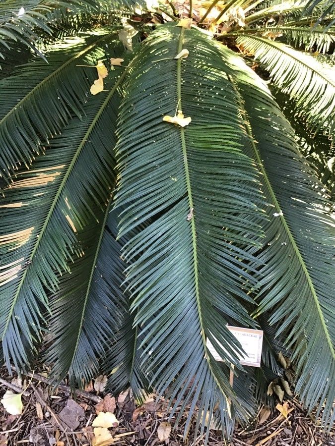 Cycas taiwaniana — search result for 'Cycas'