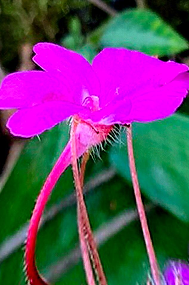 Impatiens santisukii — houseplant care guide