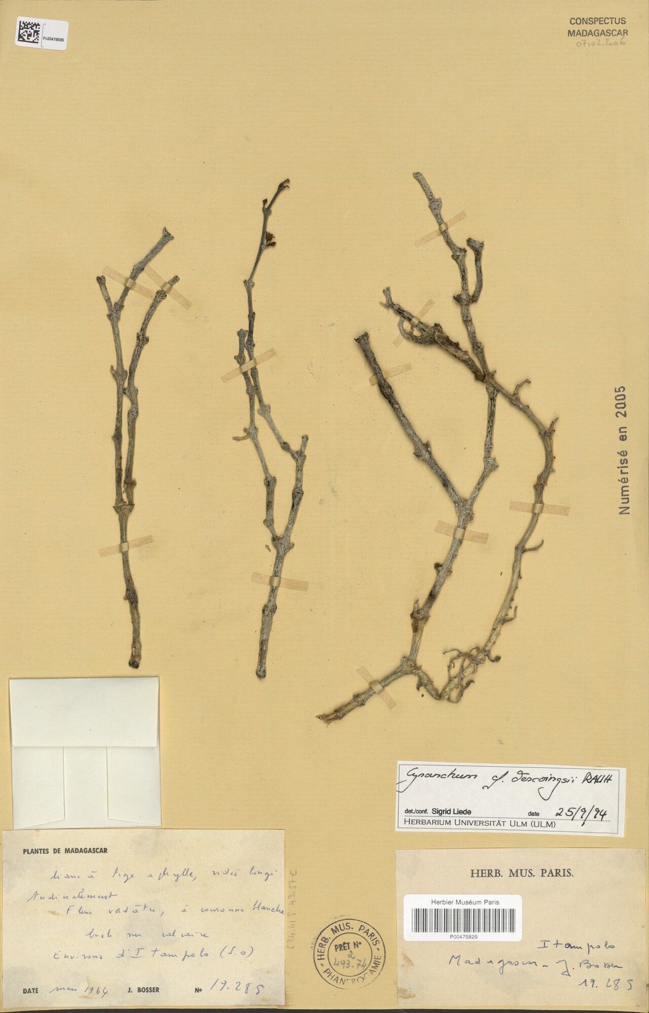 Cynanchum descoingsii — houseplant care guide