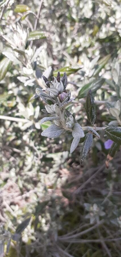 Teucrium fruticans leaf