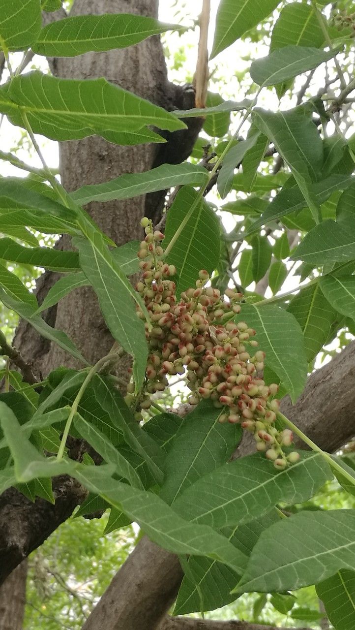 Rhus chinensis fruit