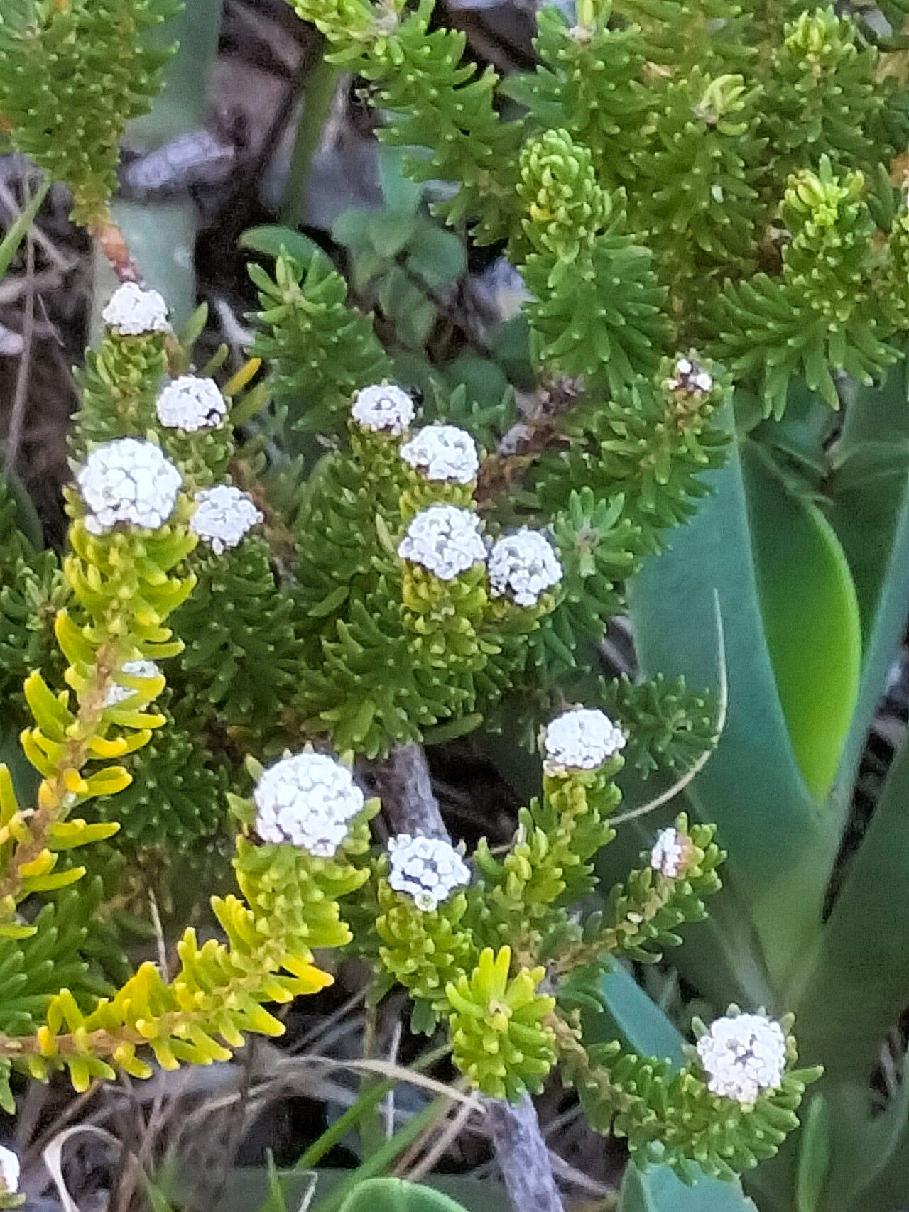Phylica ericoides leaf