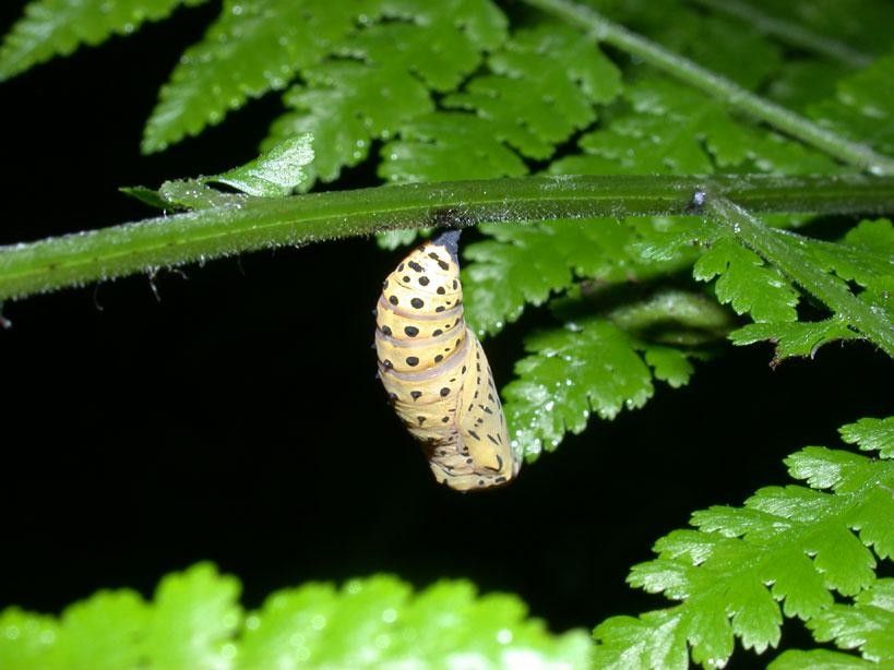 Hypolepis hostilis bark