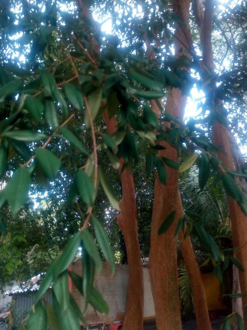 Eugenia pyriformis leaf