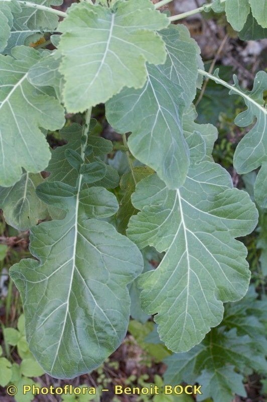 Brassica villosa — search result for 'Brassica'