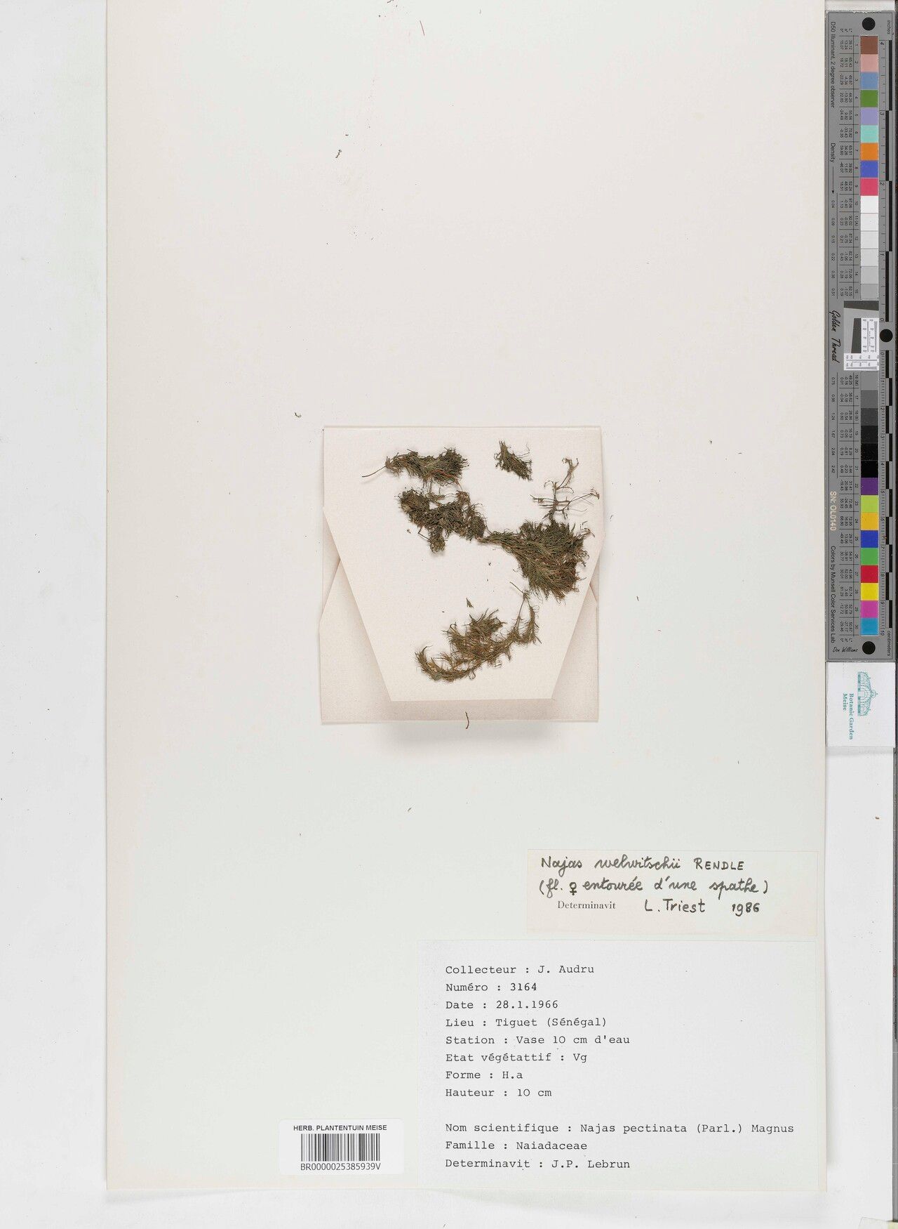 Najas welwitschii — search result for 'Najas'