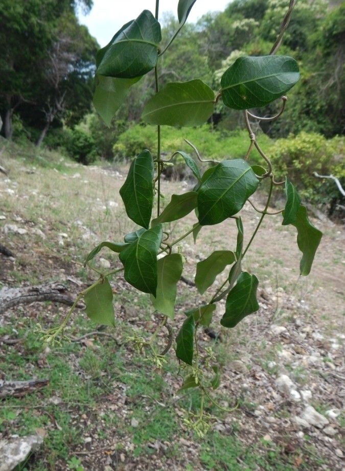Parsonsia brachiata habit