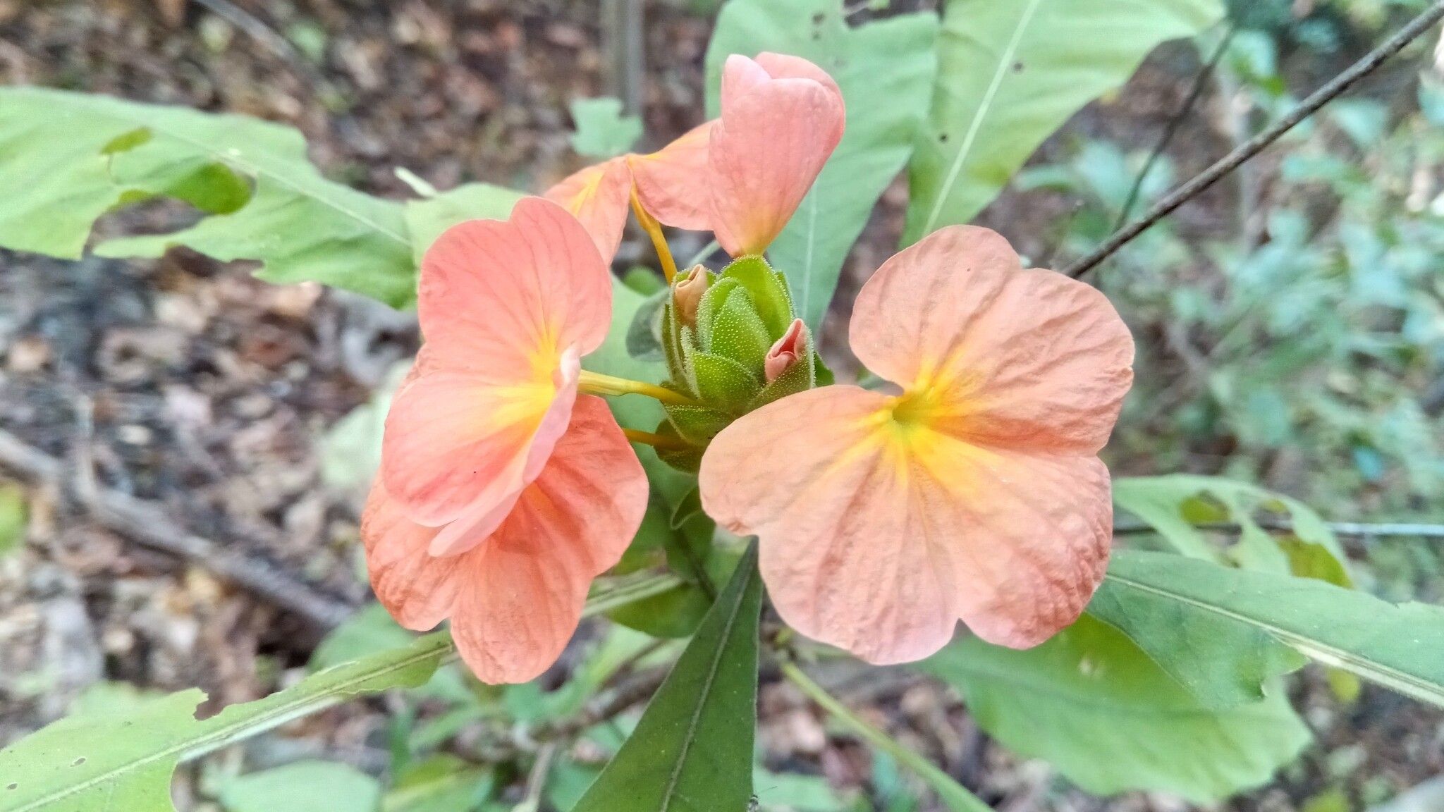 Crossandra longispica — search result for 'Crossandra'