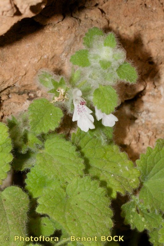 Stachys saxicola — search result for 'Stachys'