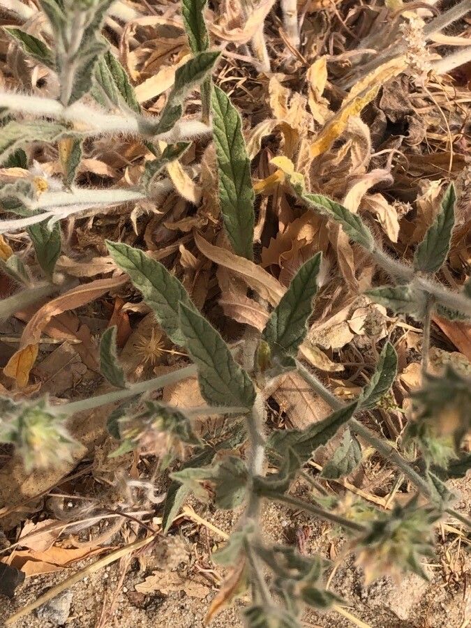 Convolvulus oleifolius leaf