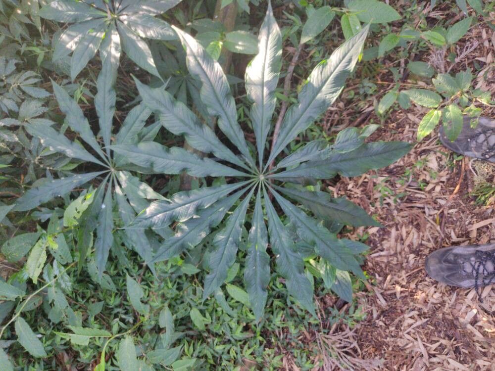 Arisaema taiwanense — search result for 'Arisaema'