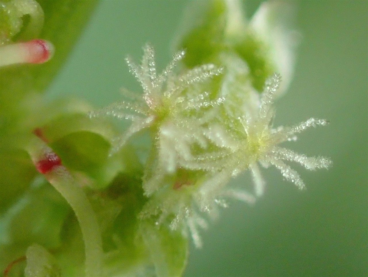 Rumex alpestris fruit