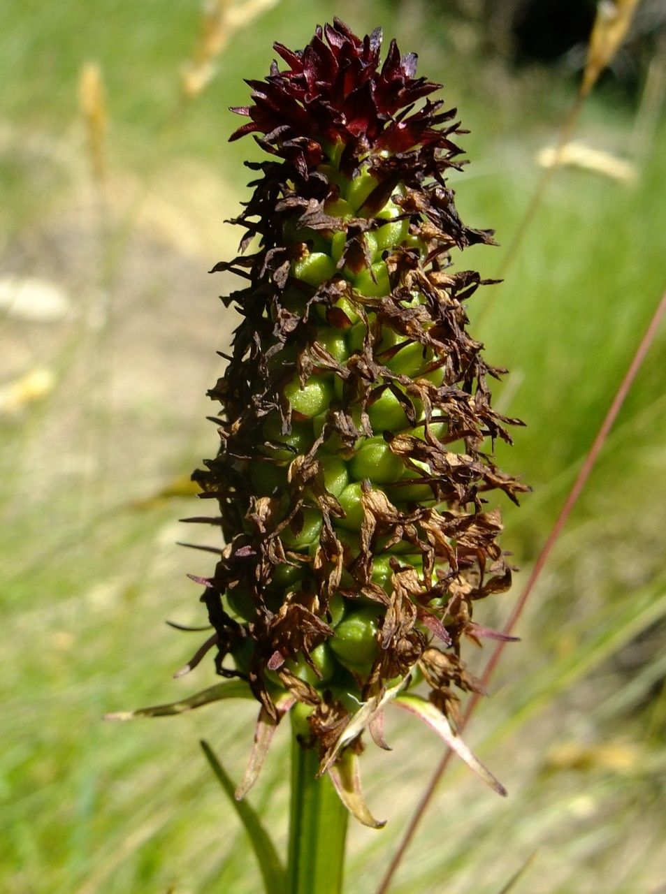 Gymnadenia nigra fruit