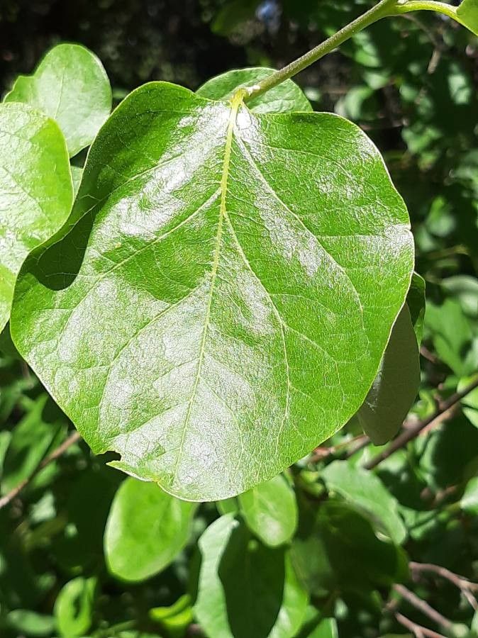 Styrax officinalis leaf