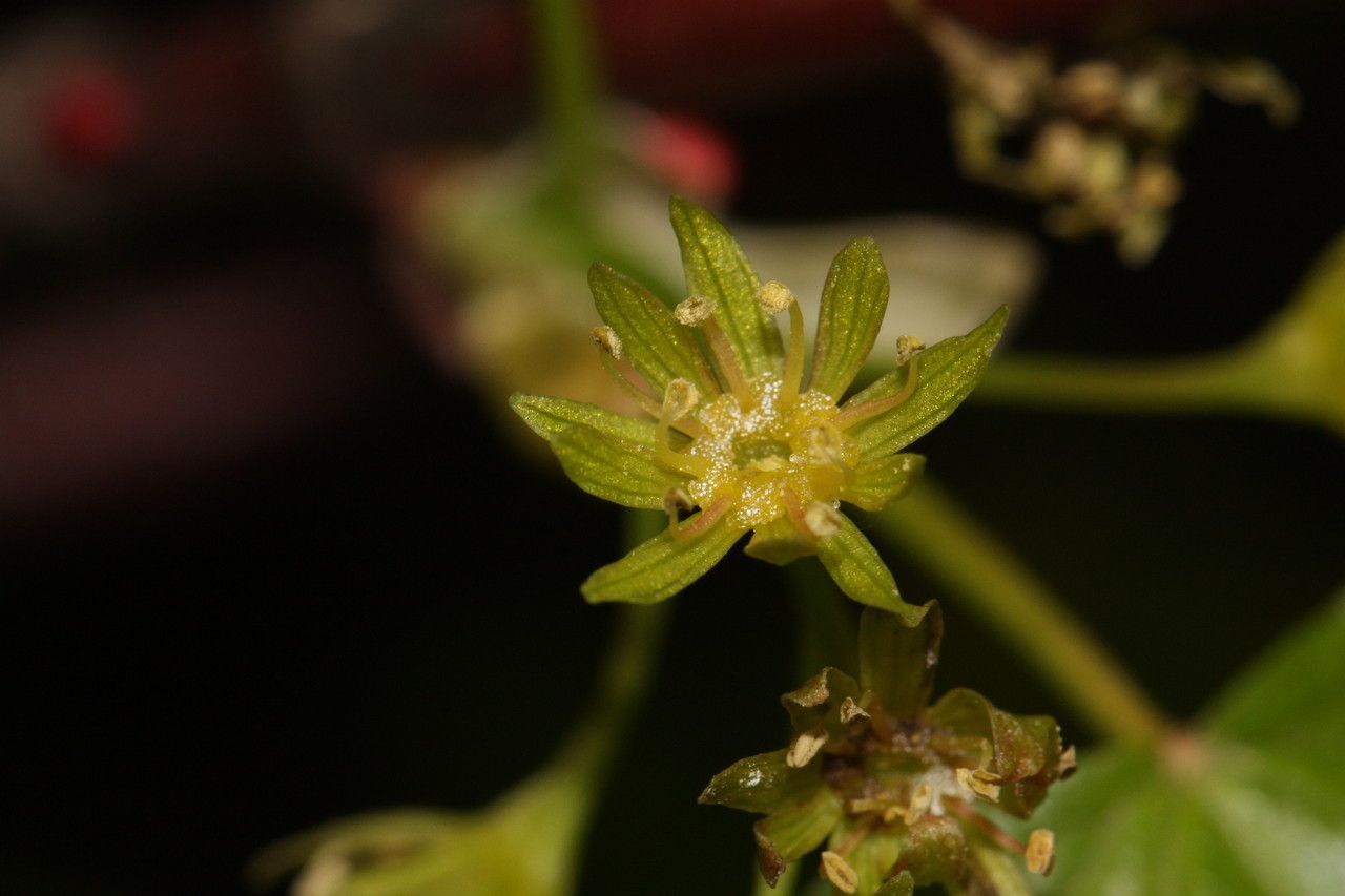 Acer glabrum flower