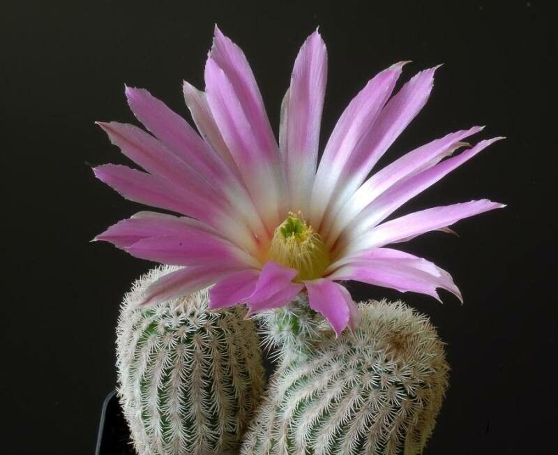 Echinocereus primolanatus habit