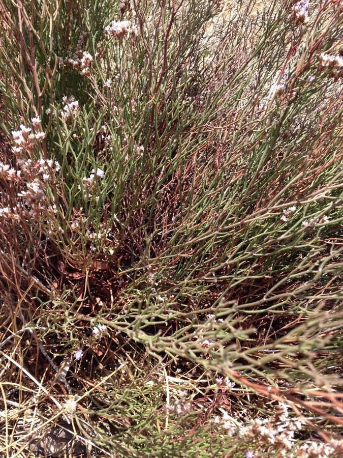 Limonium merxmuelleri habit