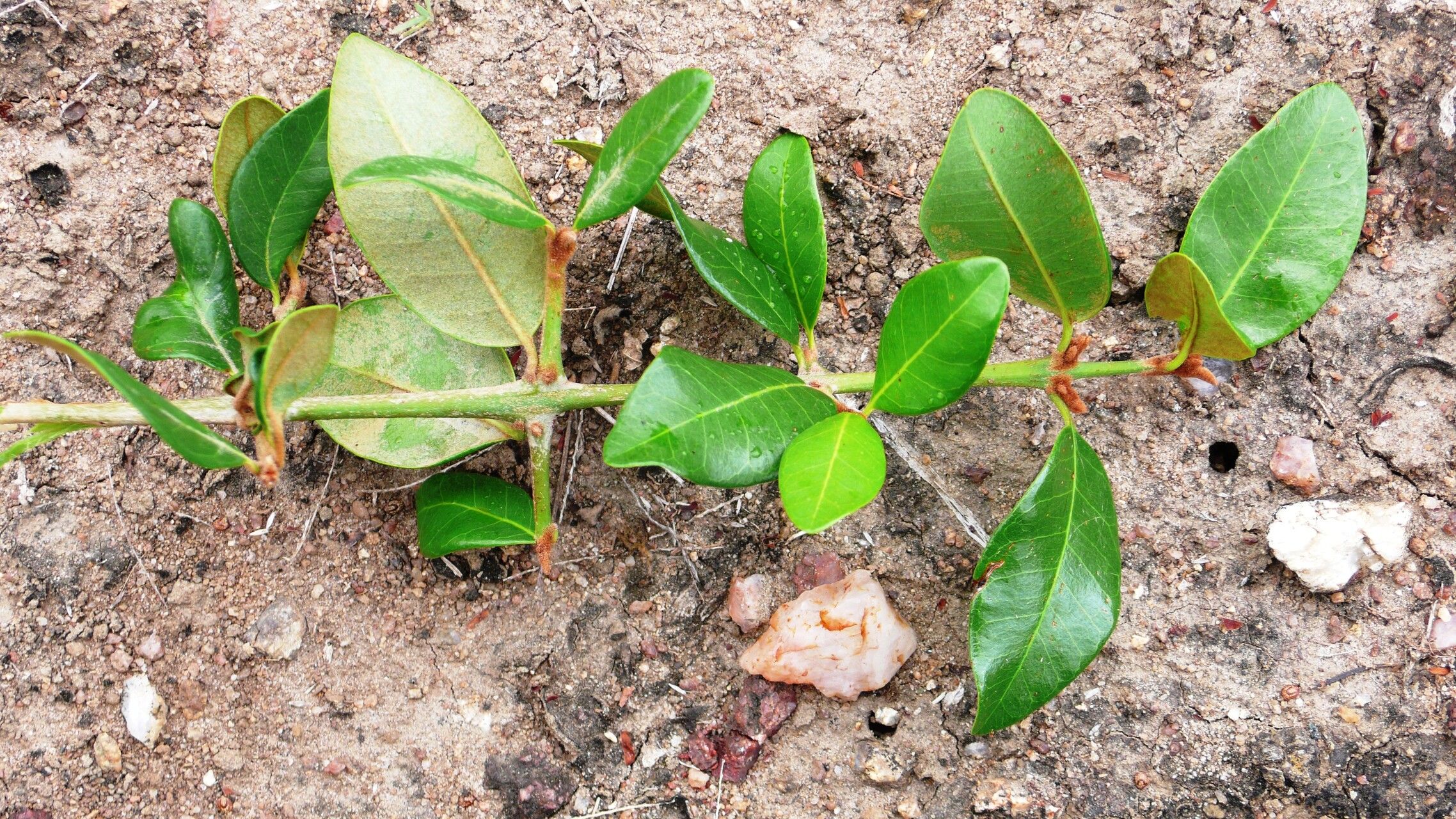 Sideroxylon obtusifolium leaf