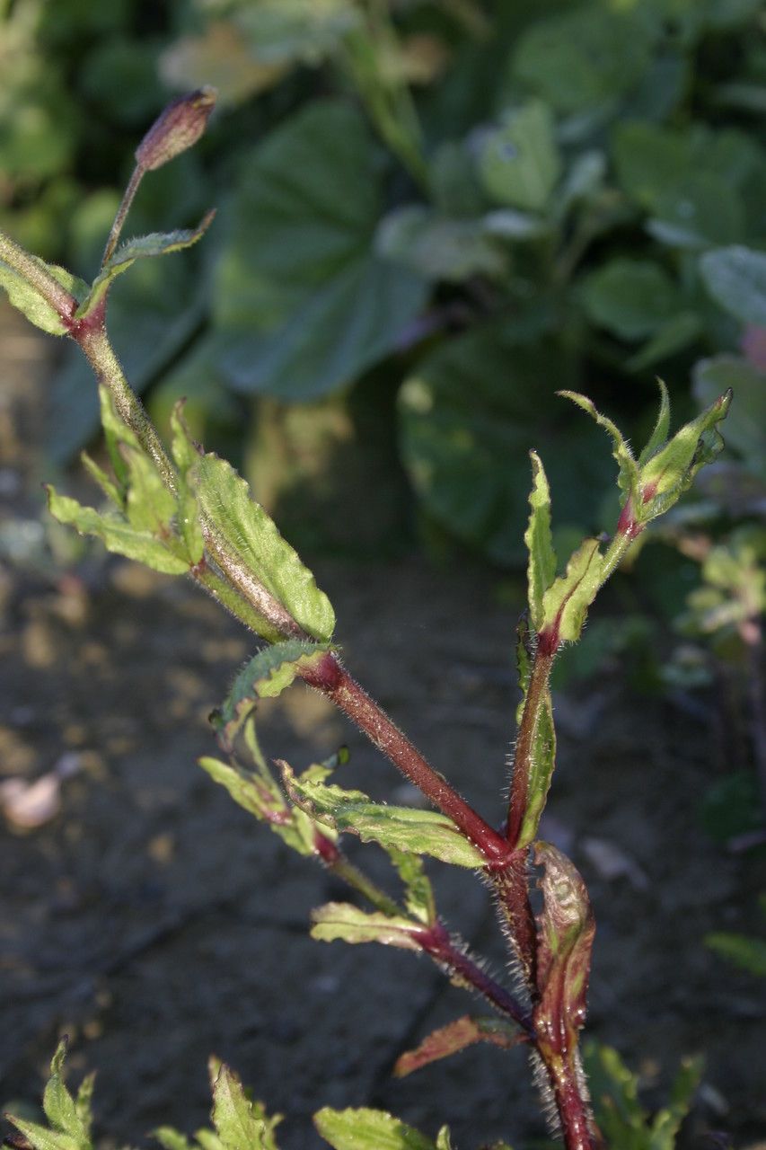 Silene fuscata habit