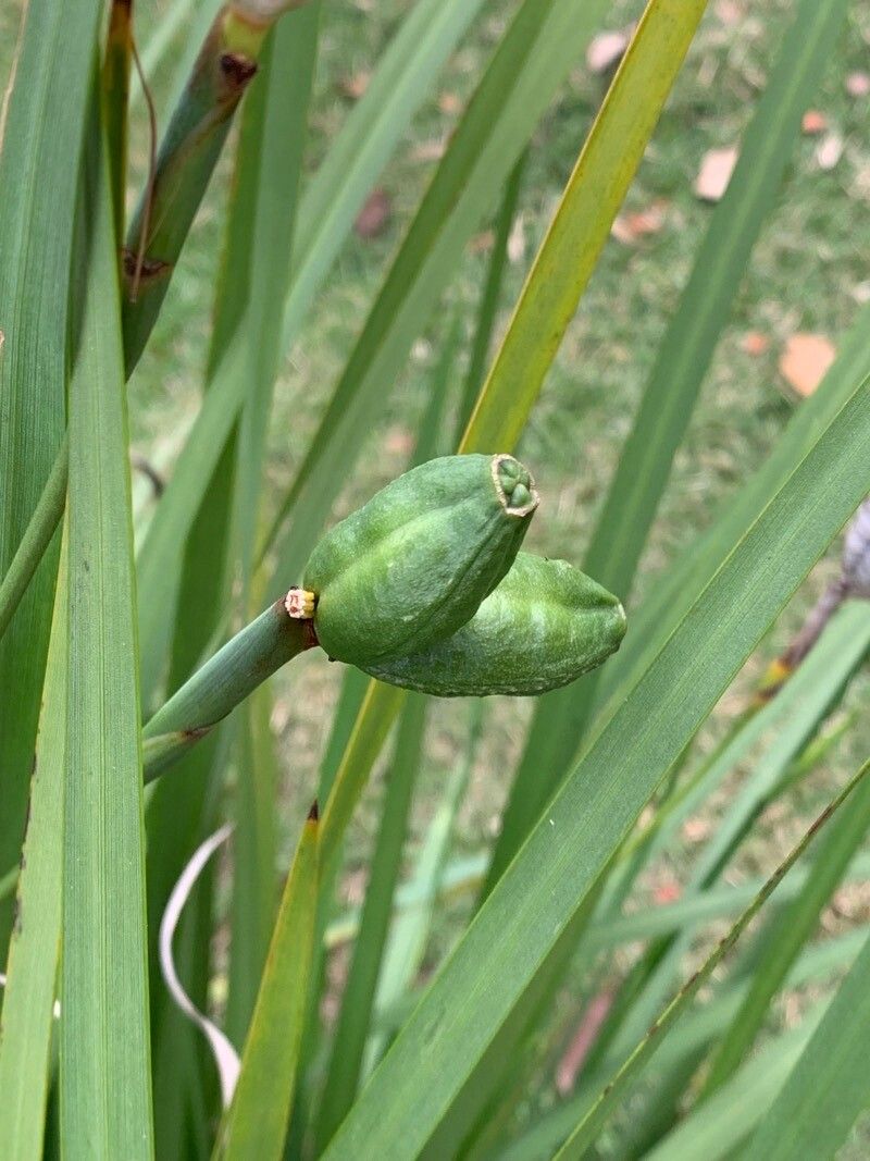 Dietes bicolor fruit