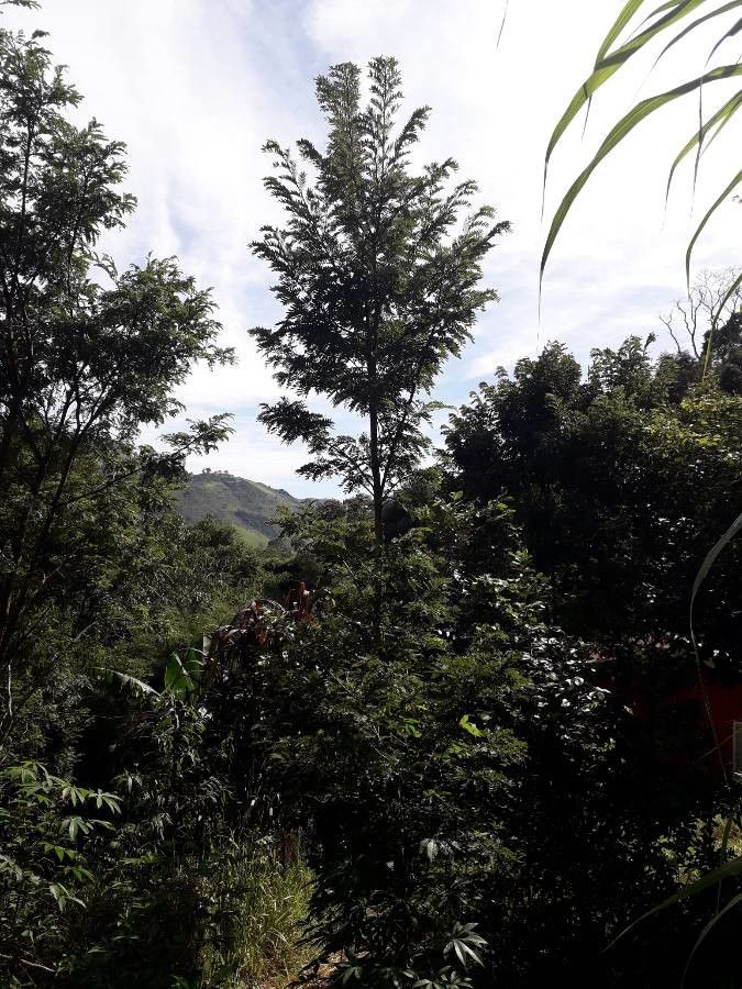 Machaerium nyctitans habit