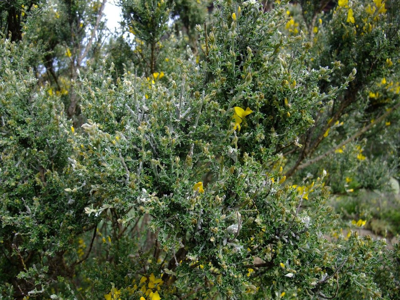Genista canariensis habit