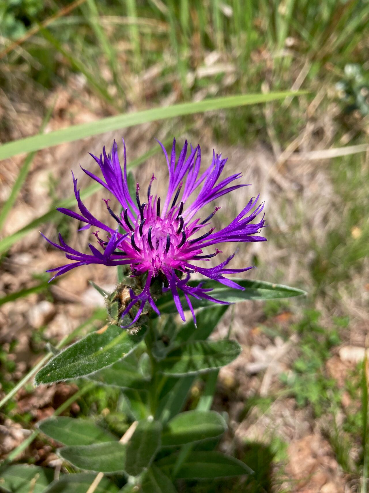 Centaurea semidecurrens flower
