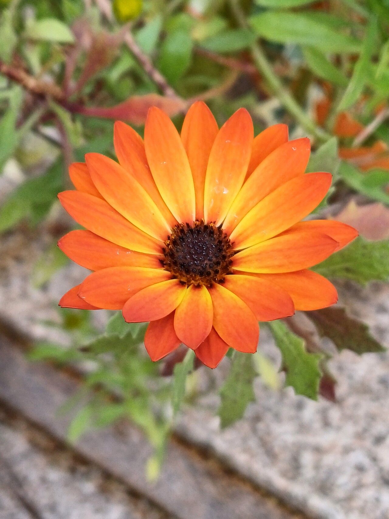 Dimorphotheca tragus flower