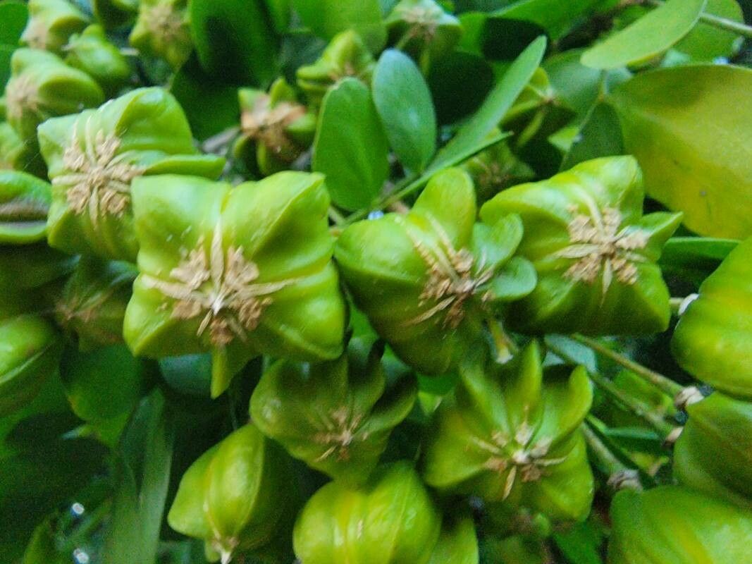 Guaiacum sanctum fruit