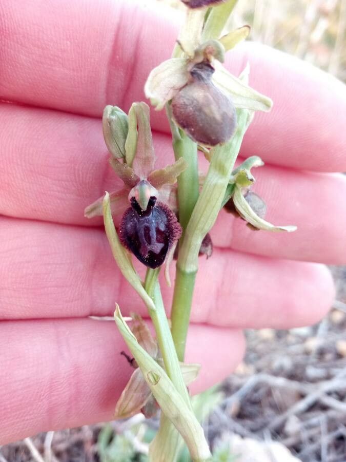 Ophrys aranifera flower