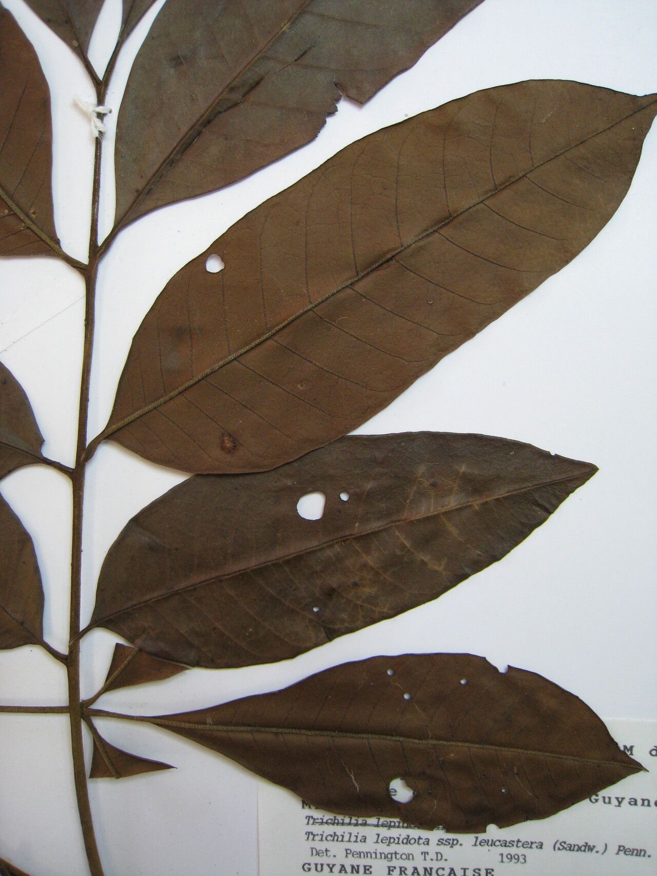 Trichilia lepidota other