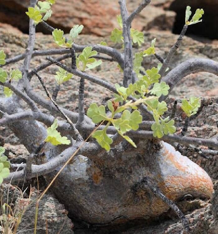 Commiphora wildii — houseplant care guide