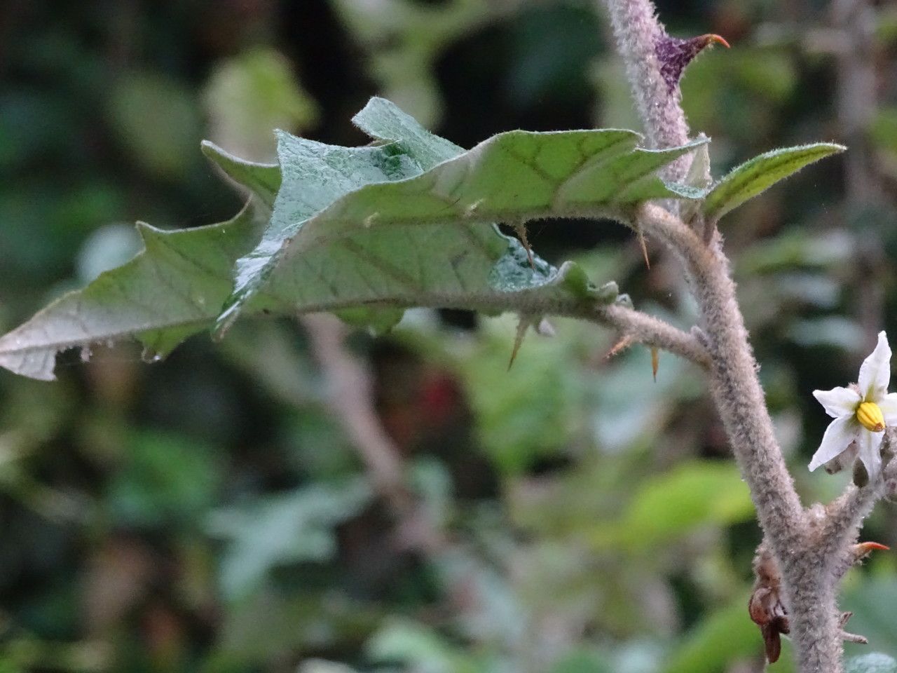 Solanum agnewiorum — search result for 'Kenya'