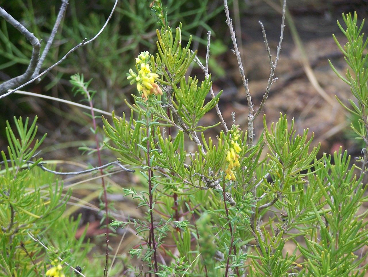 Odontites triboutii habit
