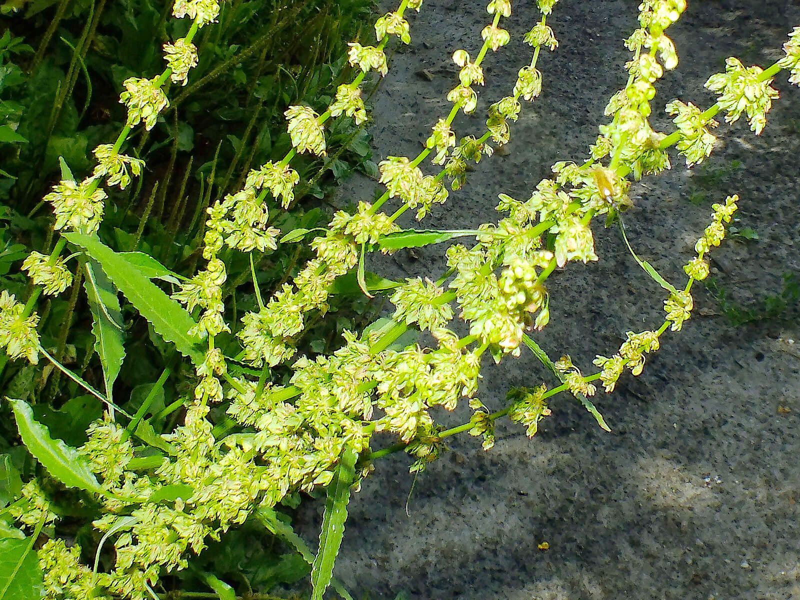 Rumex palustris flower