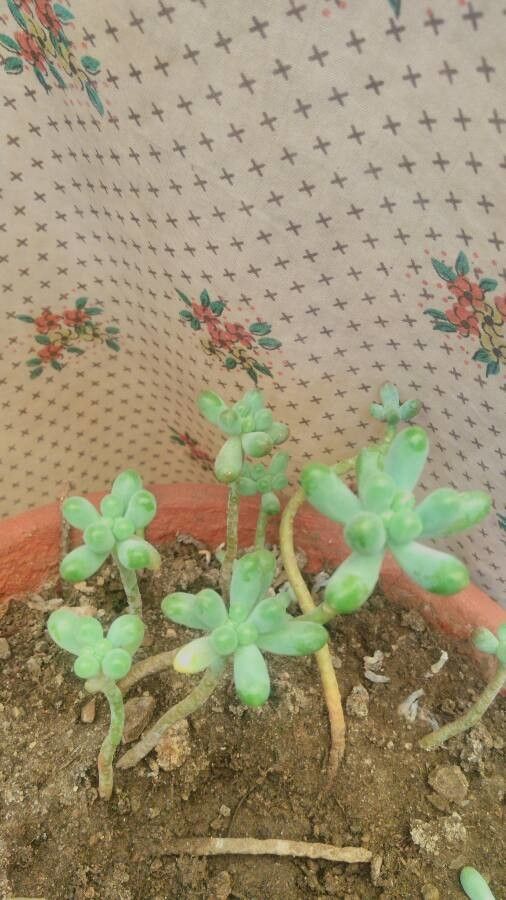 Sedum clavatum flower