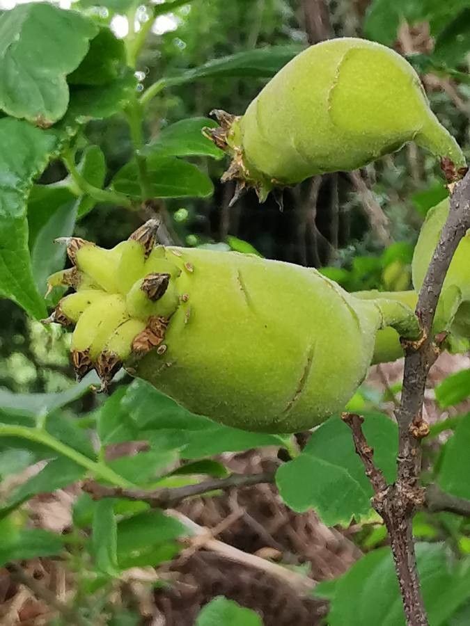 Chimonanthus praecox fruit
