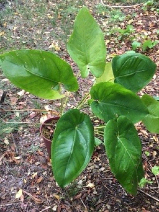 Anthurium guildingii habit