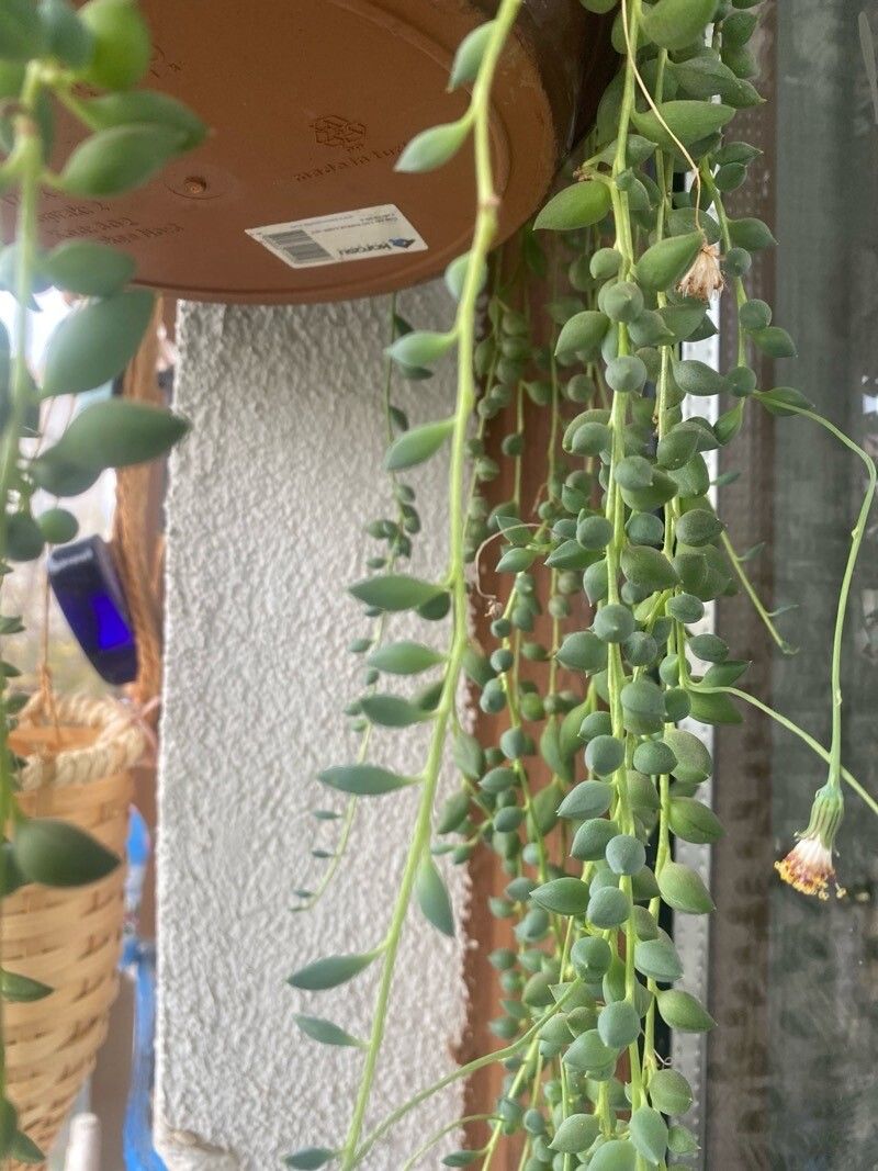 Curio citriformis flower