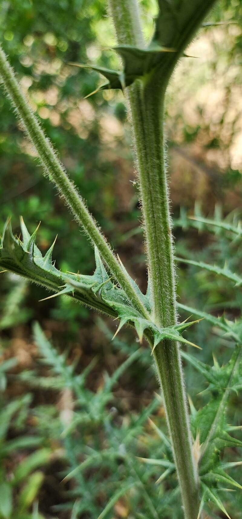 Echinops macrophyllus bark