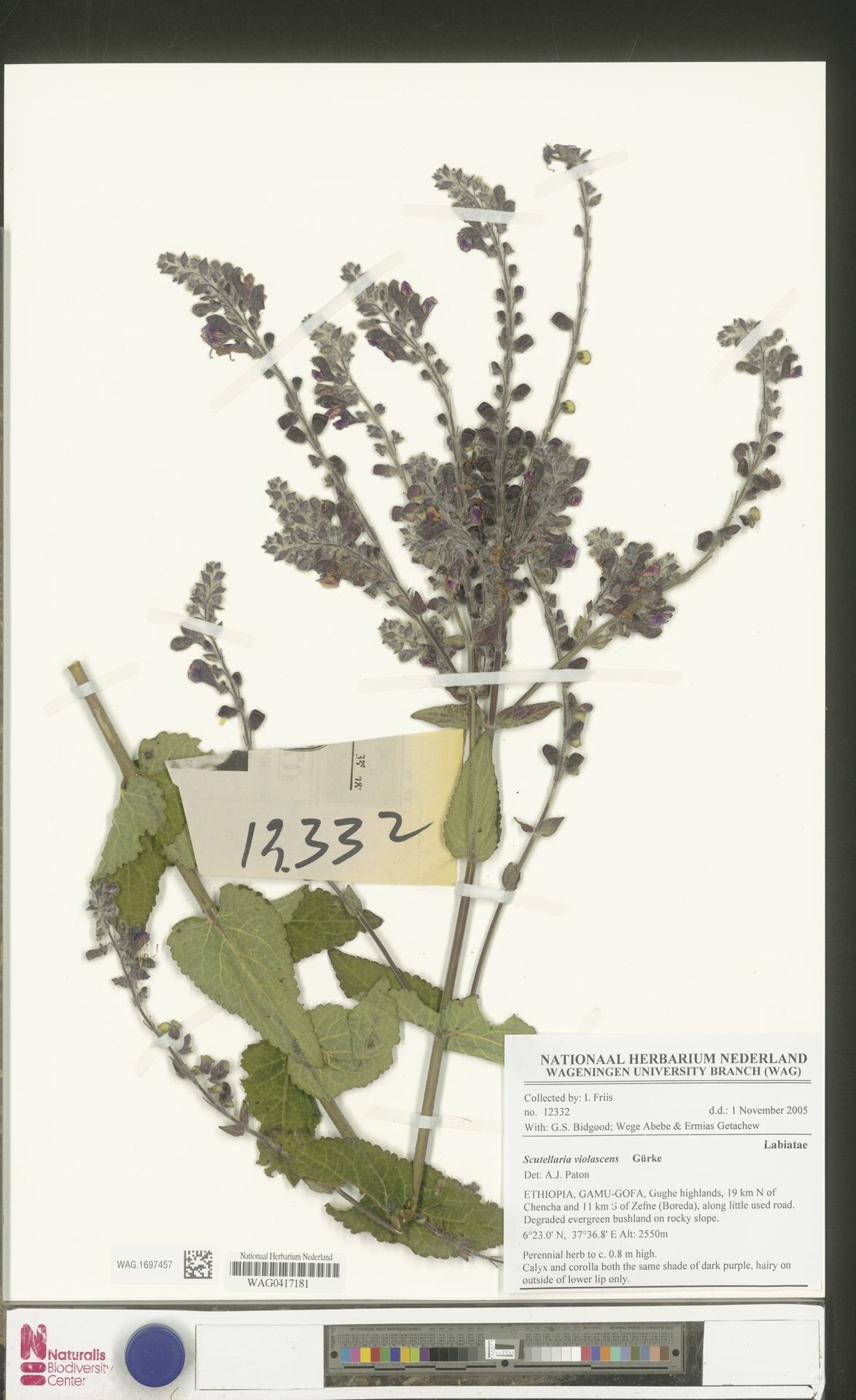 Scutellaria violascens — houseplant care guide