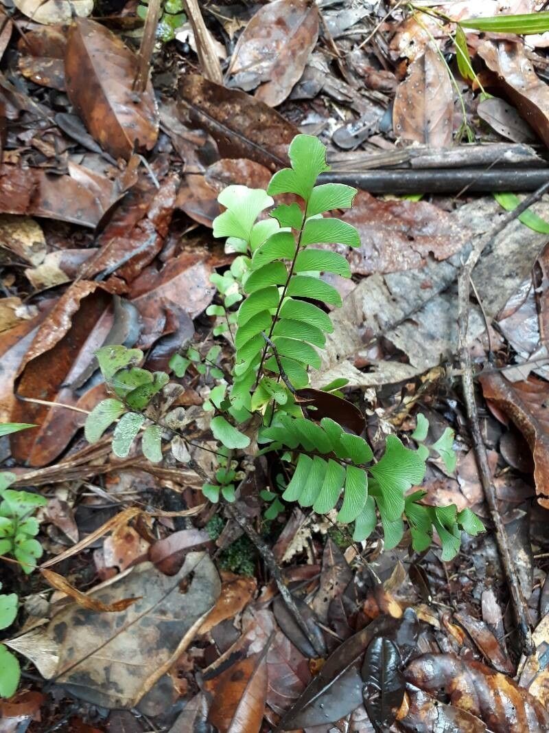 Lindsaea schomburgkii leaf