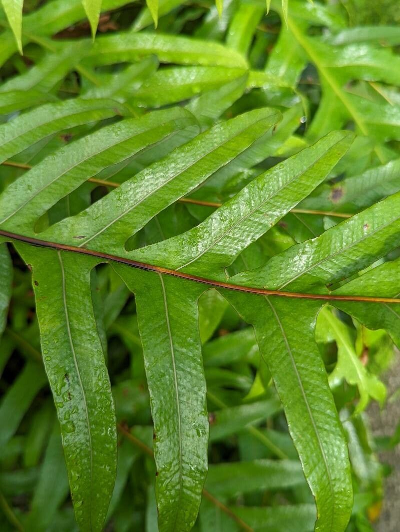 Drynaria sparsisora — search result for 'Drynaria'